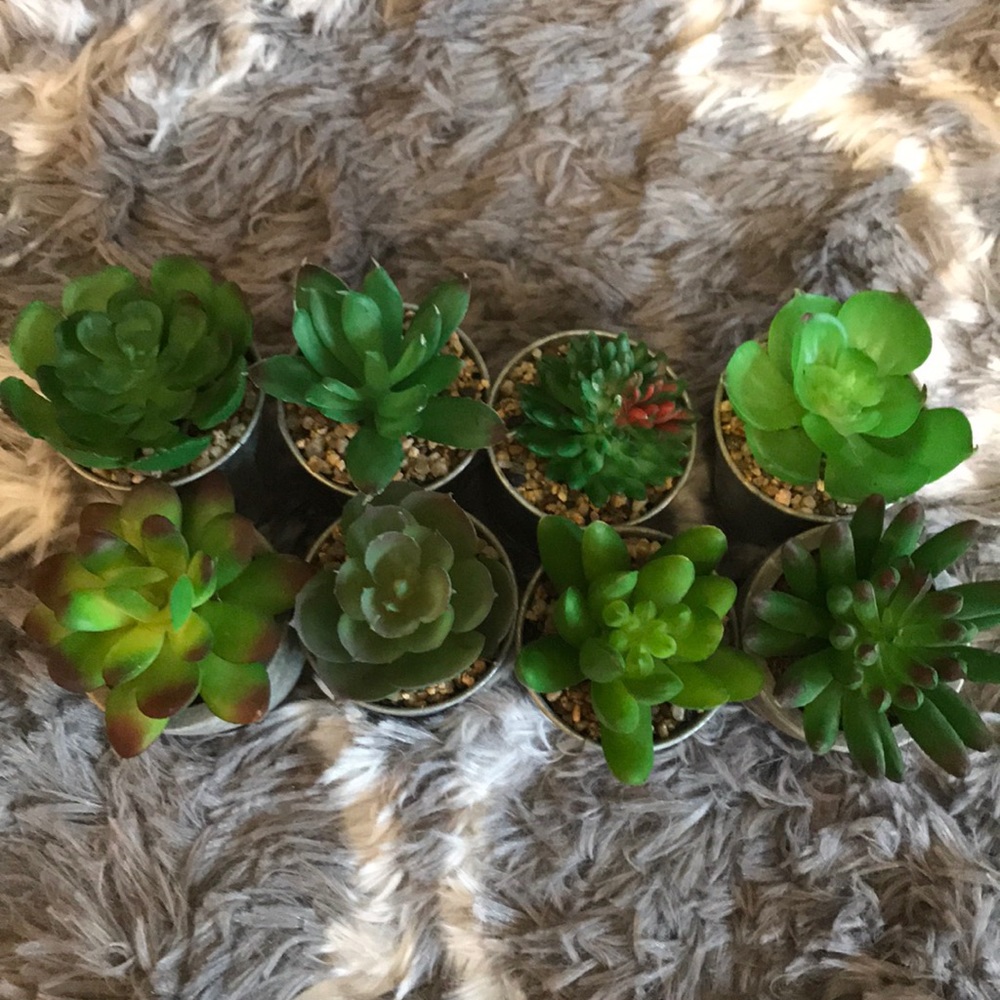 Mini artificial succulents - Picture 2 of 2